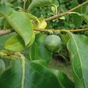 Diospyros lotus fruit